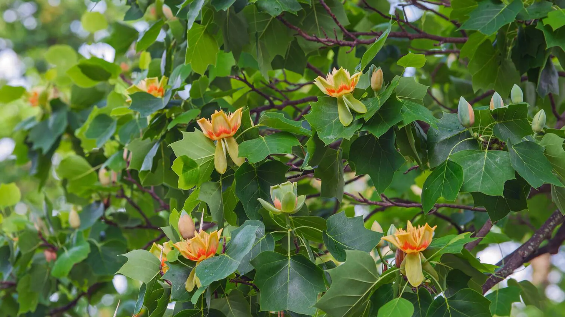 Tulipanowiec Ameryka ski Liriodendron Tulipifera Opis Gdzie tulipanowiec-ameryka-ski-liriodendron-tulipifera-opis-gdzie